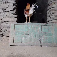 خروس لاری دورگه فروشی