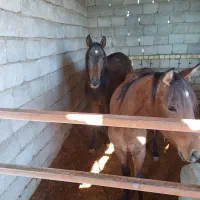 مادیان دره شور