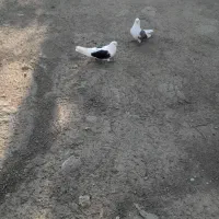 کبوتر