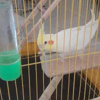 عروس هلندی