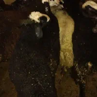 بره نر|حیوانات مزرعه|ضیاء آباد, |دیوار