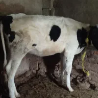گوساله