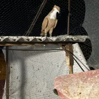 زرد سینه دق کلایی رسمی کبوتر ماده