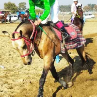 اسب ترکمن نریان شش‌دانگ آماده
