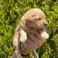 استاندارد پودل ، پودل اصلی اینه