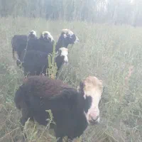 بره نر و ماده