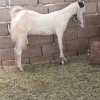 دو عدد بز نژاددار خوشگل