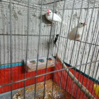 فنچ نرگسی مولد