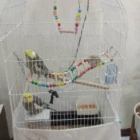یک جفت عروس هلندی به همراه تمام وسایل