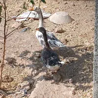 غاز محلی