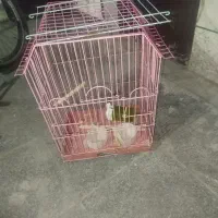 قفس‌پرنده