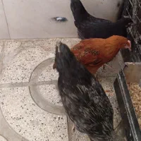 مرغ و خروس نیمچه