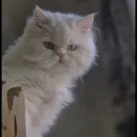 گربه پرشین خاص