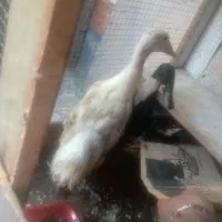 سلام 2تاردک سالم وسر حال تخفیف پای معامله معاوضه