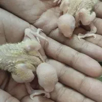 کوتوله چشم شرابی سرلاکی