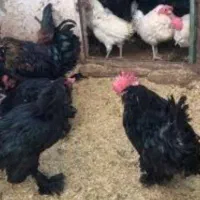 ارسال رایگان مرغ و خروس خونی جهت قربانی کردن
