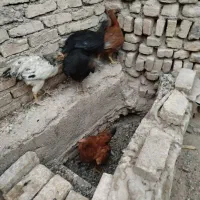 مرغ رسمی 5ماهه