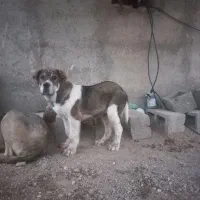 طوله پژدر سه ماهه...