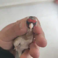 سهره نر داغسر دو ساله بخون
