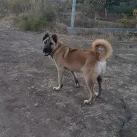 توله۱۲ماه سرابی