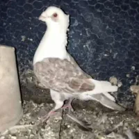 3 تا حیوون پرشی
