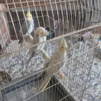 عروس هلندی با قفس