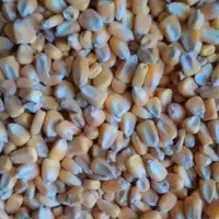 خوراک دام و کنسانتره . جو . سبوس  تظمینی