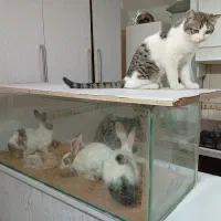 خرگوش ،3 عدد نر یک عدد ماده