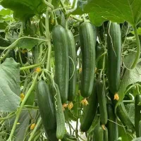 نیرو برای چیدن خیار
