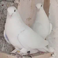 کبوتر کفتر و معاوضه