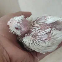 جوجه آلبینو دوکت