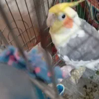 عروس هلندی سخنگو
