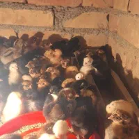 جوجه یک روزه