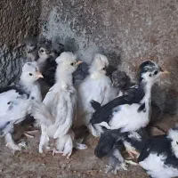 جوجه مرغ سلطان