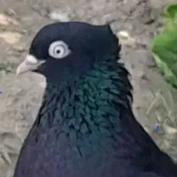 کبوتر