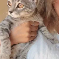 واگذاری گربه