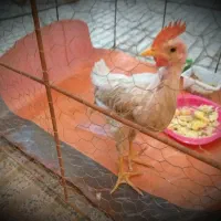 خروس سرحال