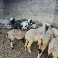 12راس میش جوان 6 راس.ان هنوز.نزایده