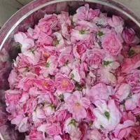 گلاب اصل   خونگی (بهداشتی)۱۰۰ درصد طبیعی امسالی