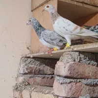 جفت خطی|پرنده|خرمدشت, |دیوار