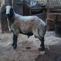 قوچ اصیل