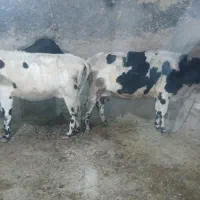 دوراس گاو دوراس گوساله