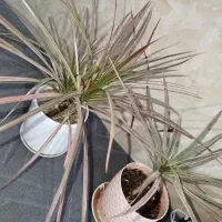 گل با گلدان