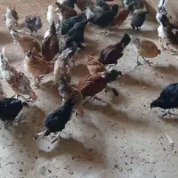 مرغ