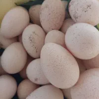 تخم مرغ