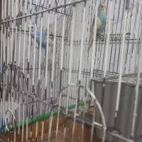 مرغ عشق نروماده