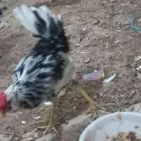 خروس ۶ماهه گلبن زیبا