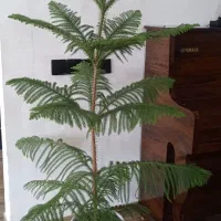 کاج مطلق ارتفاع ۱۲۰