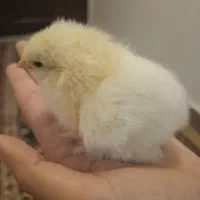 جوجه برهما