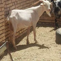 یک رآس بزغاله سانن